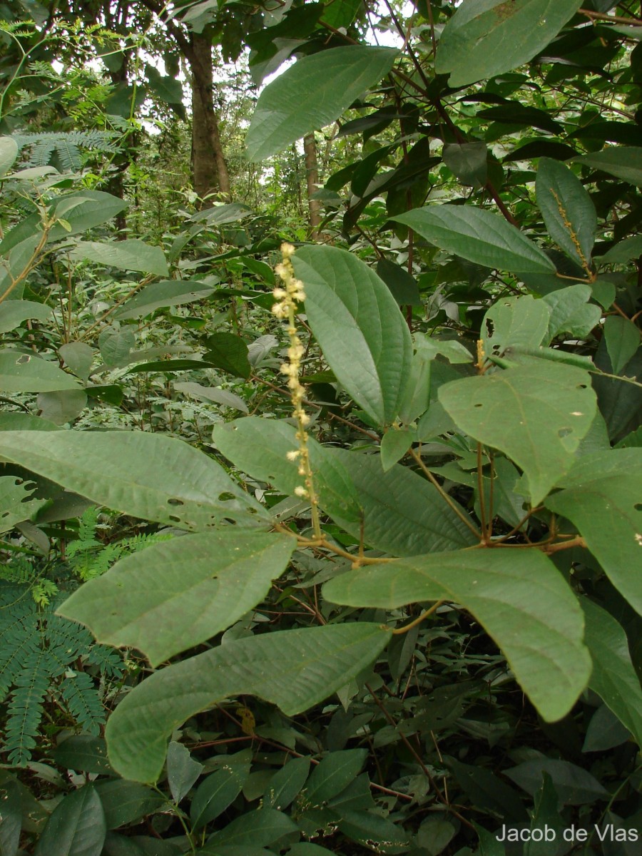 Mallotus rhamnifolius (Willd.) Müll.Arg.